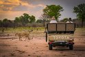 101 Zambia, South Luangwa NP, leeuw